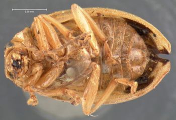 Media type: image;   Entomology 18514 Aspect: habitus ventral view